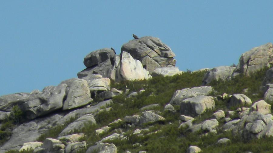 Os autores advirten da relevancia de manter uns ecosistemas sans para a conservación de especies emblemáticas como a aguia real. Imaxe: Luis Tapia