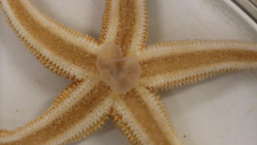Neste traballo empregouse a estrela de mar Asterias rubens como modelo experimental para estudar os efectos dos devanditos neuropéptidos