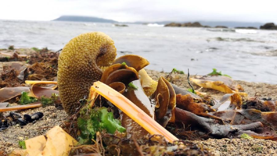 Algas mariñas nunha zona costeira. Foto: Santi Alvite