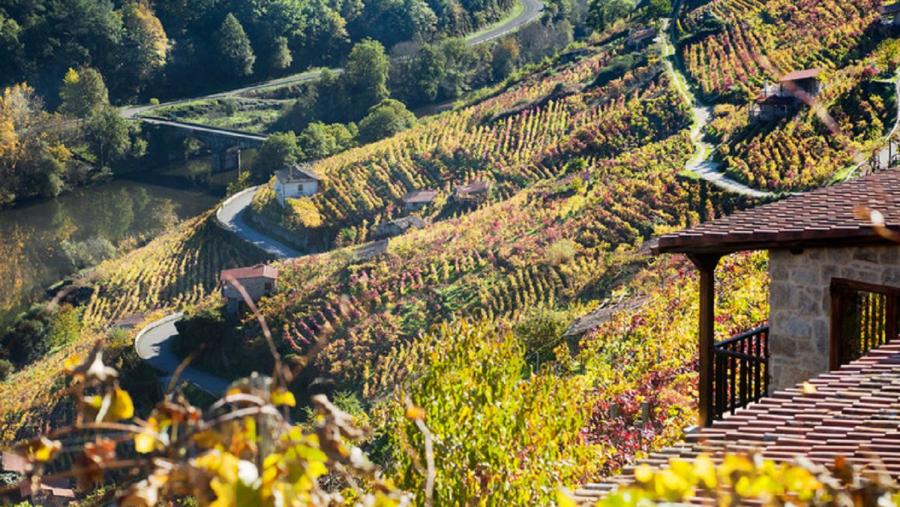 Imaxe de viñedos na Ribeira Sacra