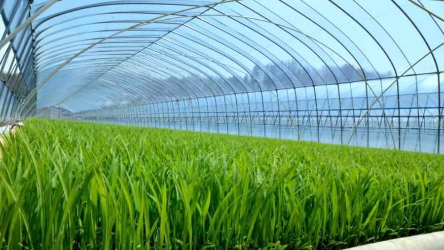 Plantación de cana de azucre de Cengicaña, en Guatemala
