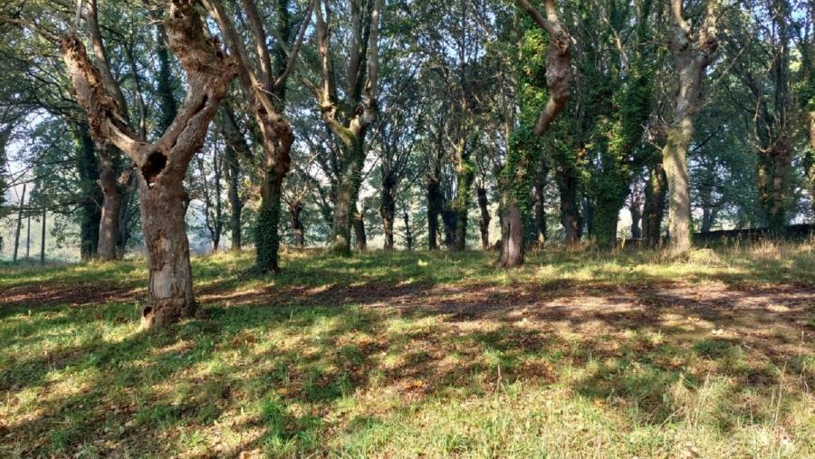 Masa de frondosas nunha parroquia rural do concello de Lugo