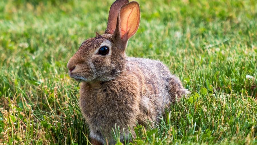 Un coello ao aire libre