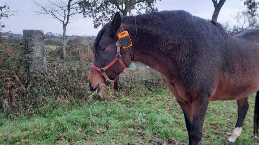 Un cabalo co dispositivo de monitorización RUMI de Innogando