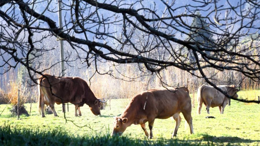 Vacas de raza Rubia Galega, nunha pradeira. Foto: Santi Alvite