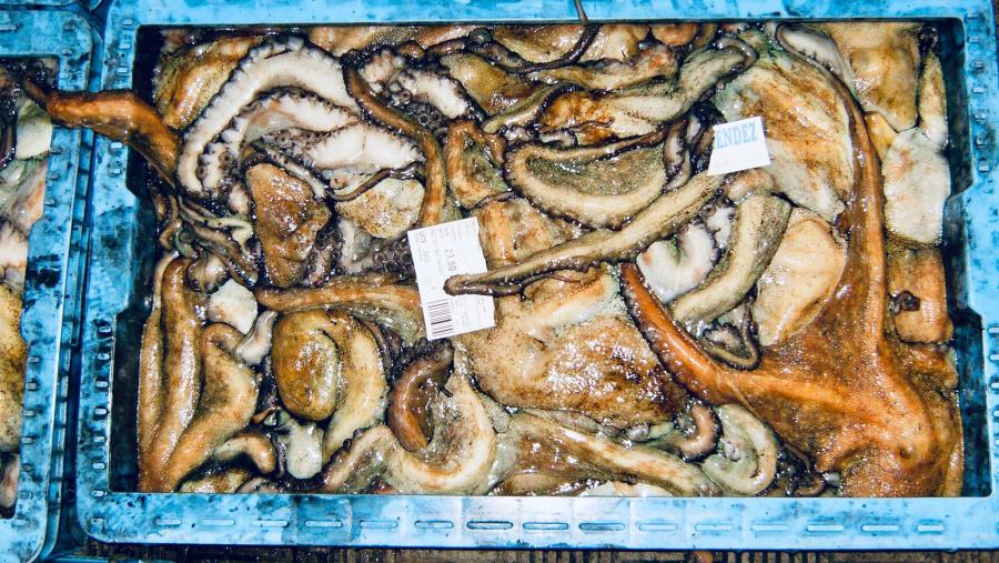 O artigo destaca ademais que España pertence ao grupo de cabeza da subministración de cefalópodos per cápita/día 