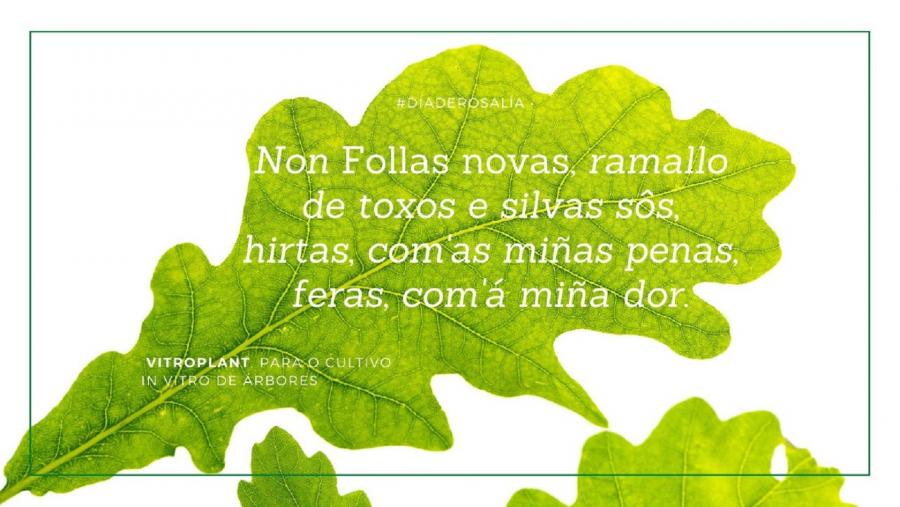 Un dos 'memes' difundidos por XuvenCiencia polo Día de Rosalía