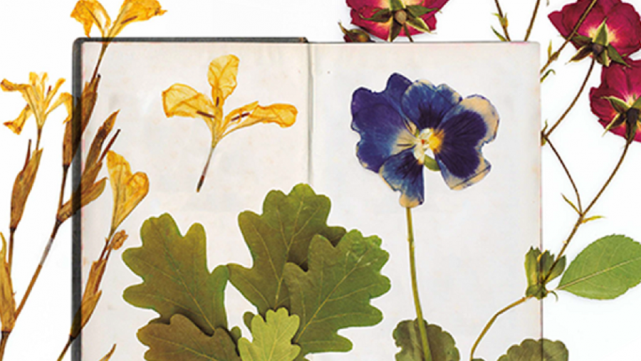 Segundo explica María López Sández, durante o ano 2019 ela mesma e María Isabel Fraga Vila realizaron un  herbario físico inspirado na obra  rosaliana, para o que tiveron que realizar previamente un baleirado completo da súa creación literaria, para localizar a totalidade das plantas e flores mencionadas