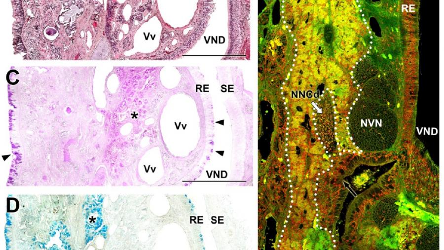 Imaxes do sistema vomeronasal do ualabí