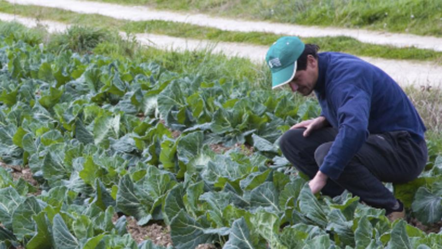 Unha persoa supervisa os cultivos nunha plantación hortícola