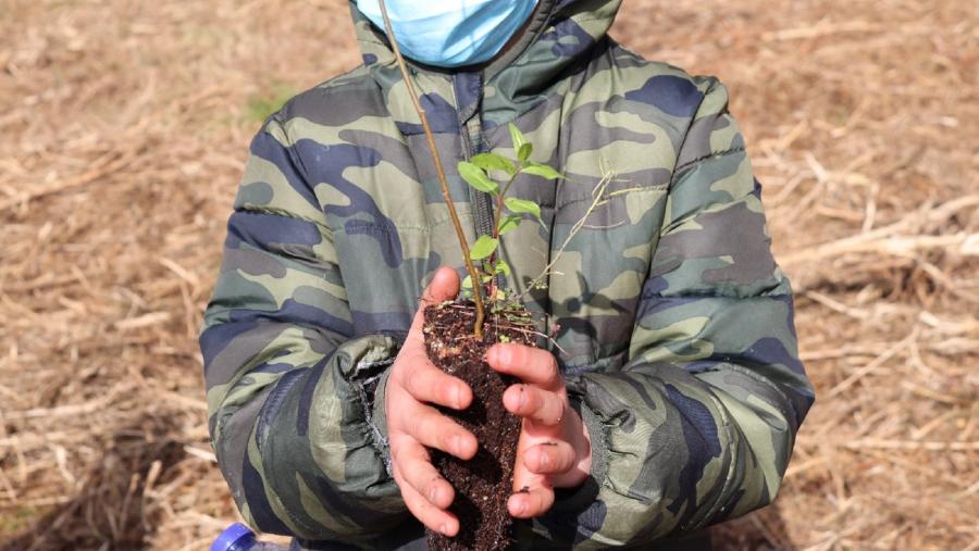 Un escolar de Taboada cunha das árbores plantadas nesta acción do proxecto Facing Fire