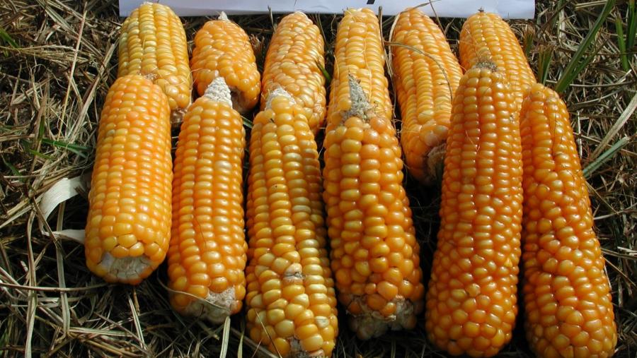 Espigas de millo amarelo da variedade autóctona Tuy. Fotografía cedida polo CSIC