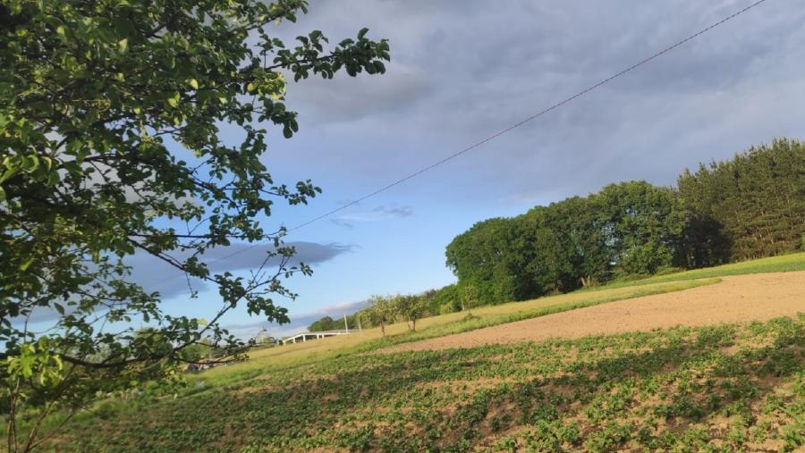 Plantación hortícola