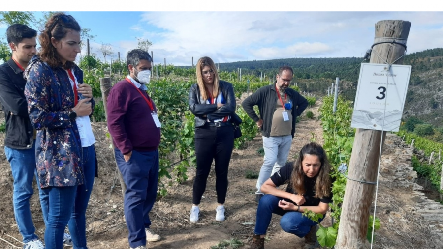 Investigadores da Sociedade Española de Ciencias Hortícolas, nun viñedo da Ribeira Sacra