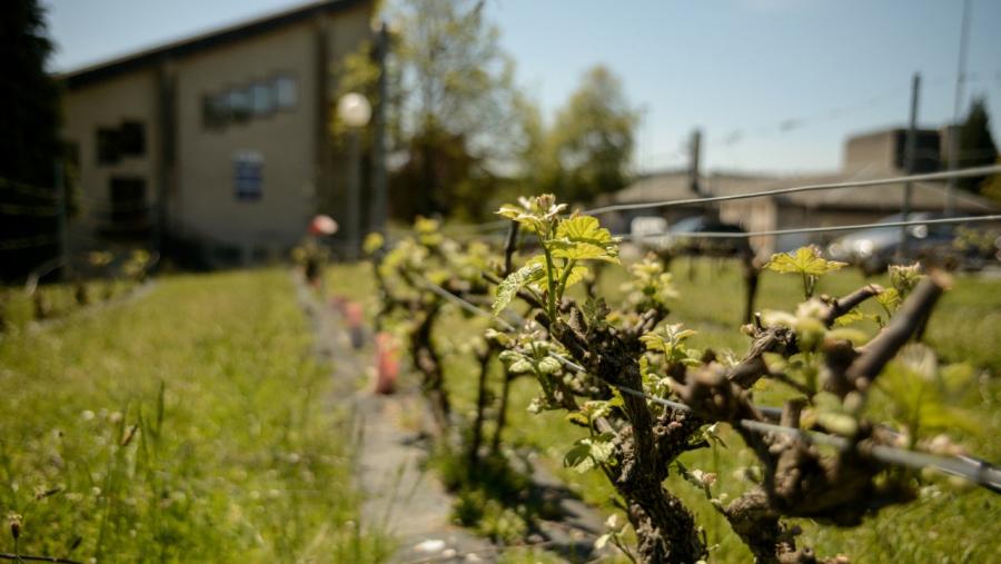 Vides plantadas nas inmediacións da Escola Politécnica Superior de Enxeñaría do Campus de Lugo