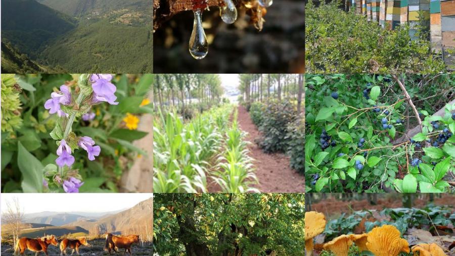 Producións non madeireiras do monte