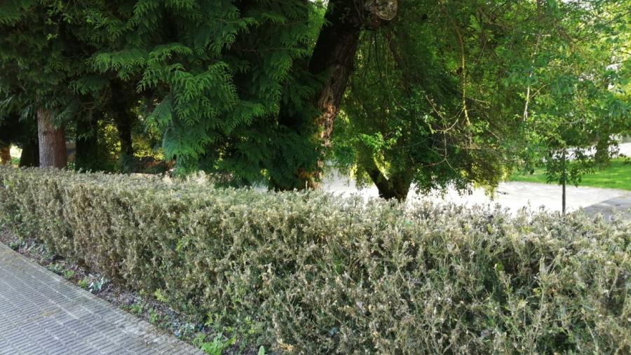 Imaxe de plantas arbustivas afecatas polo nematodo 'globodera spp'