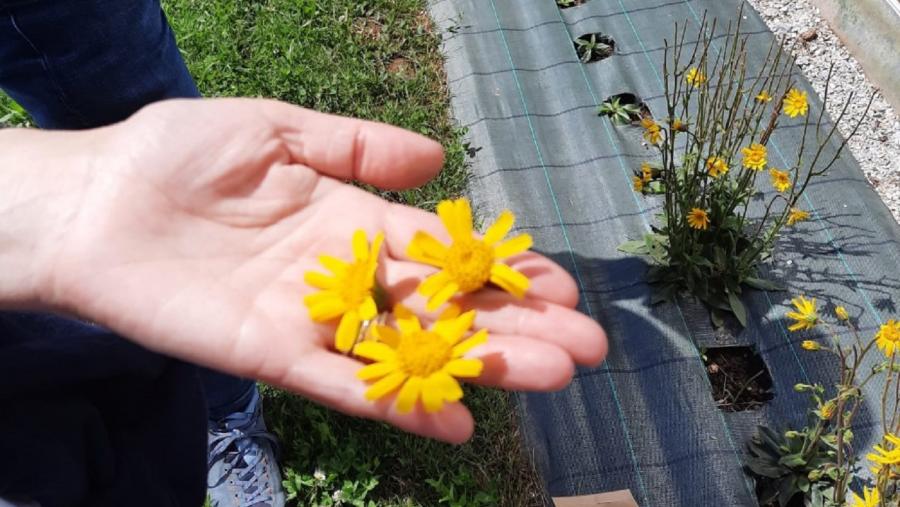 Flores de árnica dunha parcela de cultivo experimental 