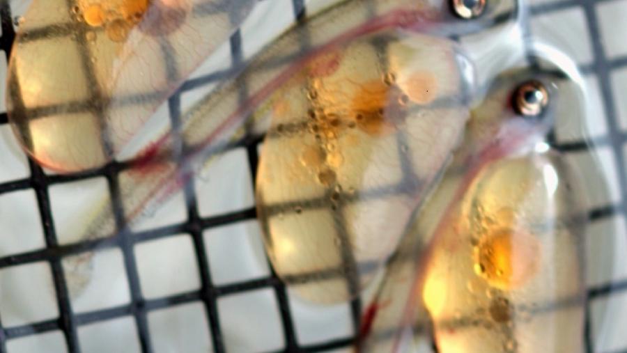 Imaxe de ovos embrionados nunha especie piscícola