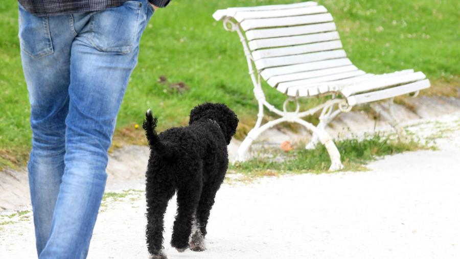 O único requisito que deben cumprir os animais para participar neste programa de investigación é que estean acostumados a comer exclusivamente alimento para mascotas. FOTO: Santi Alvite
