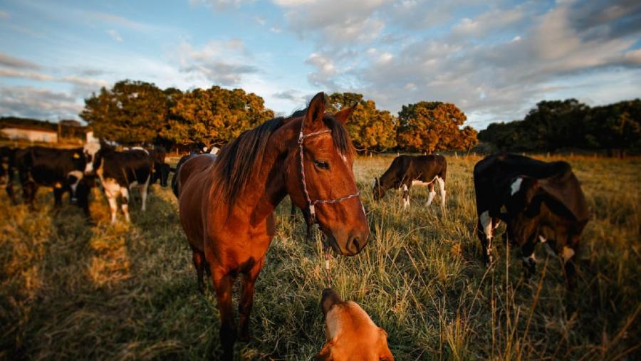 Gando vacún e cabalar nunha contorna agroforestal