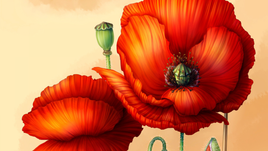 Detalle de 'The Poppy' (A Papoula'), unha das ilustracións científicas de Sarela Lorenzo Rebollal que poden verse na exposición 'Calendario Floral'