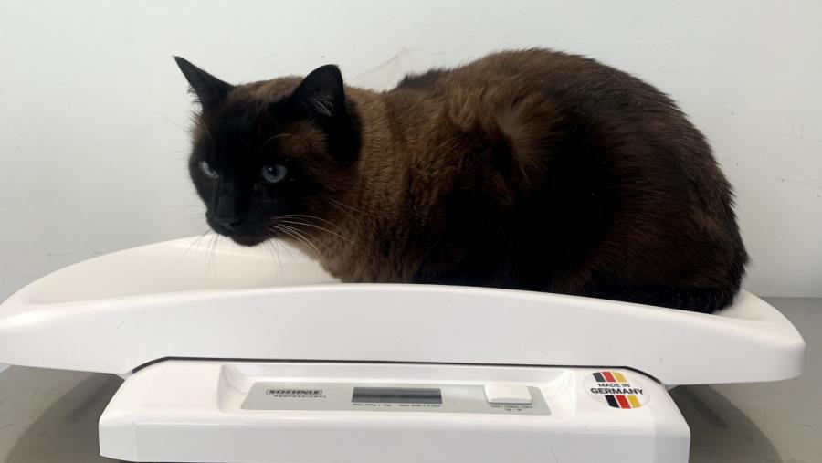 Un gato, nunha báscula