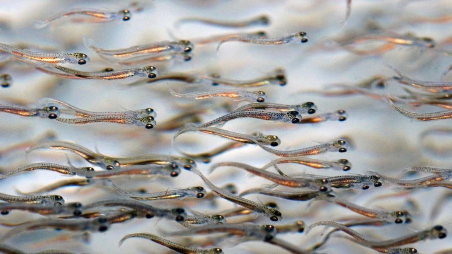 Entre as accións que se executarán ata 2027 no seo deste proxecto, atópase o desenvolvemento de vacinas rendibles para previr enfermidades en peixes de cultivo