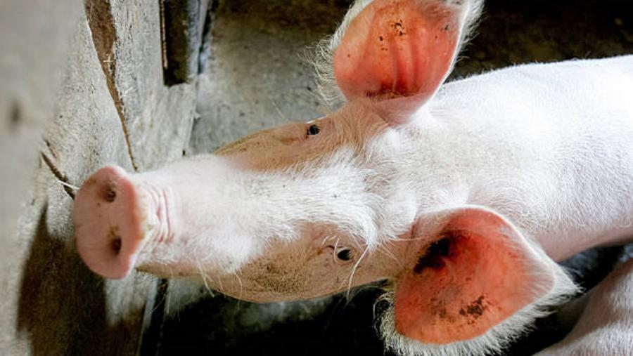 O censo de gando porcino en Galicia sitúase en 1,2 millóns de animais. Foto: Pixabay