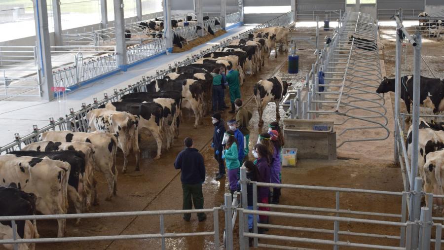 Alumnado de Veterinaria realiza práctica na Granxa Experimental do Campus Terra