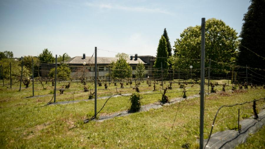 Vides plantadas a carón da Escola Politécnica Superior de Enxeñaría