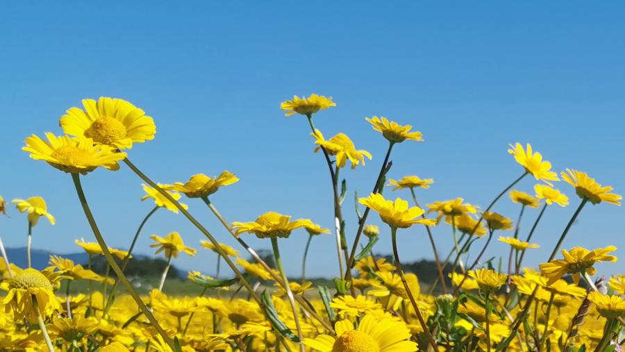 Ningunha das dúas eclipses previstas para a primavera van ser visibles dende Galicia. FOTO: Santi Alvite