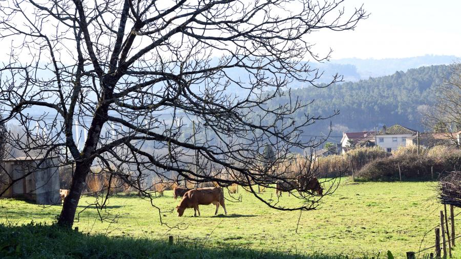 O obxectivo deste proxecto non é outro que o de desenvolver un portfolio ou catálogo de boas prácticas, a escala de agroecosistema, cadea de valor e políticas. FOTO: Santi Alvite