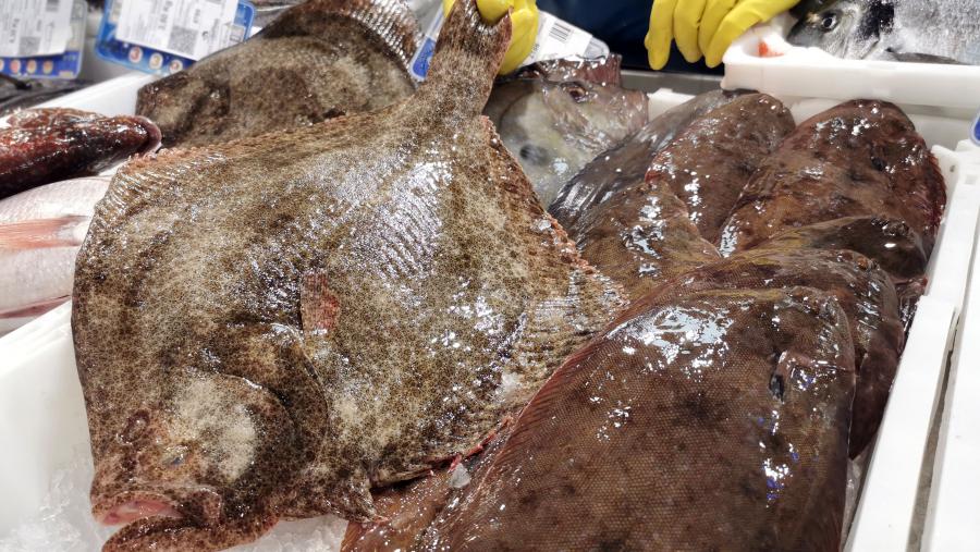 Os proxectos céntranse no rodaballo e no linguado. FOTO: Santi Alvite 