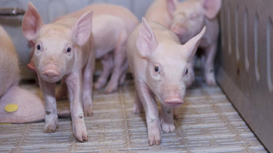 Porquiños nunha explotación de porcino