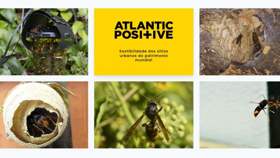 O consorcio realizou un radio-seguimento da avespa asiática