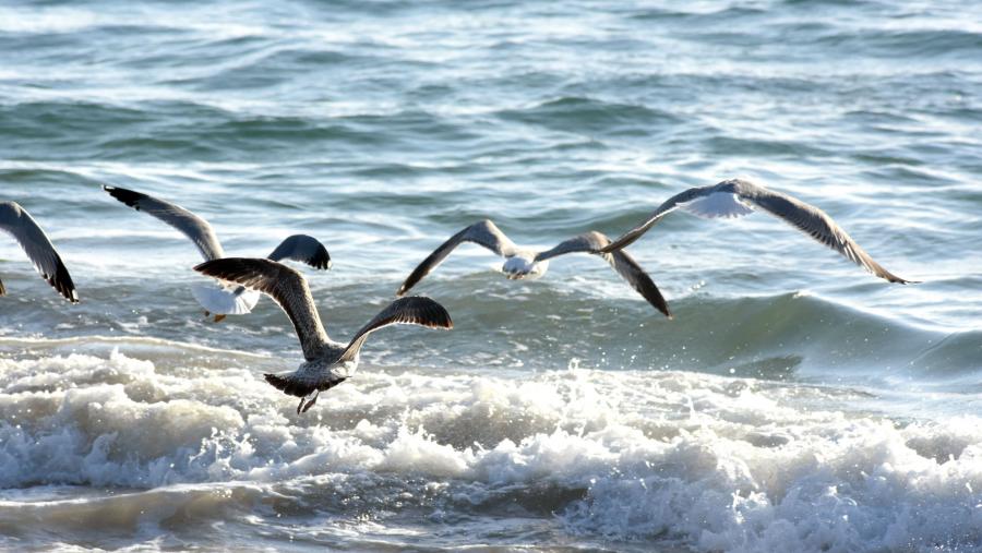 O traballo examina os moitos servizos ecosistémicos que ofrecen os océanos, así como a contaminación global e o dano creado polos humanos. FOTO: Santi Alvite