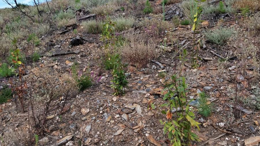 Plantacións realizadas nun monte de Quiroga ao abeiro do Life VAIA