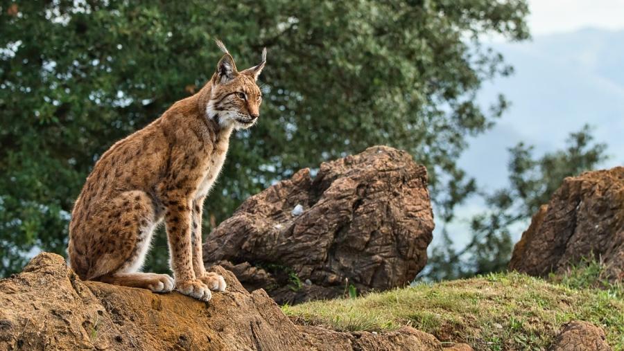 A pesar da favorable recuperación do lince ibérico, a súa supervivencia a longo prazo atópase ameazada debido á erosión xenética