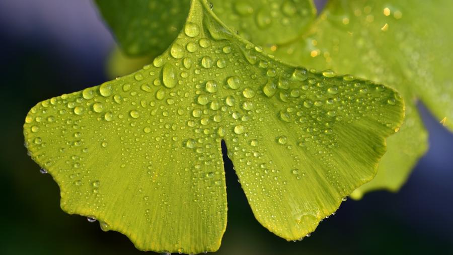 O XXIV BIOECON reunirá en Compostela preto dun cento de figuras expertas en xestión sustentable. FOTO: BIOECON 