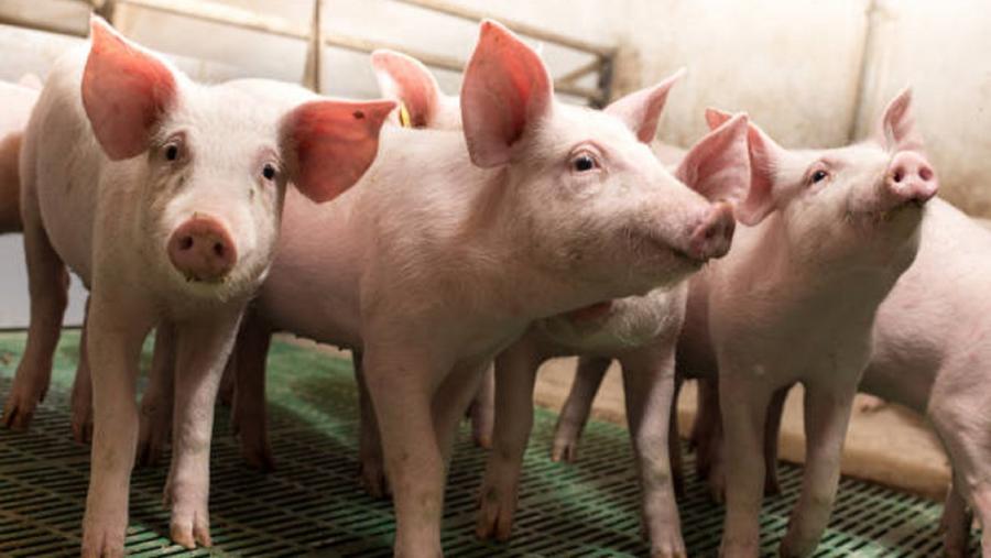 O virus PRRS causa un forte impacto económico nas granxas de porcino. Foto: Pixabay