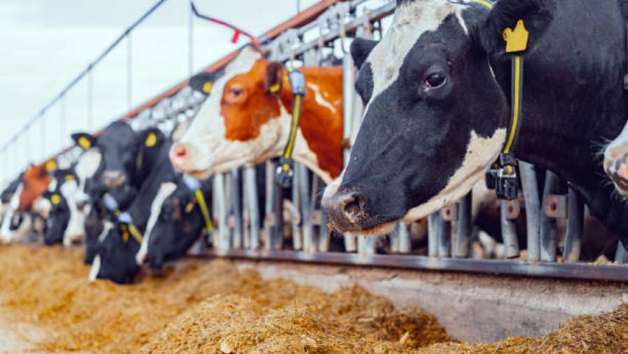 O estudo constata que na maioría das explotacións da provincia fan un bo manexo de animais e teñen boas instalacións. Foto: Pixabay