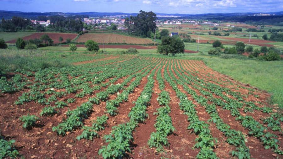 Galicia é unha das principais produtoras de pataca de España. Foto: Pixabay