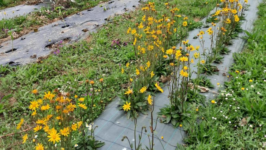 Plantación de 'Arnica montana' L. na finca de prácticas da EPS de Enxeñaría