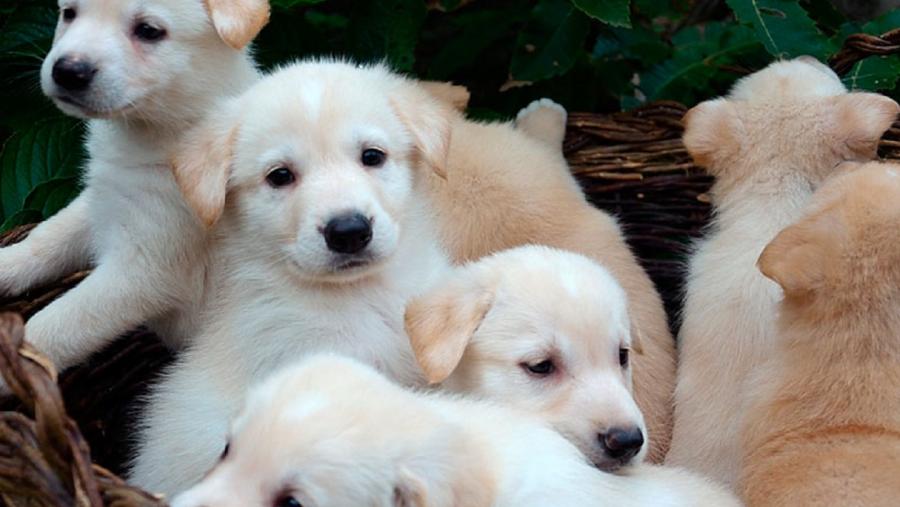 O Club de Raza Can de Palleiro é a organización autorizada e recoñecida pola Xunta de Galicia para tratar da Raza Can de Palleiro e xestionar o seu ‘Libro Xenealóxico’