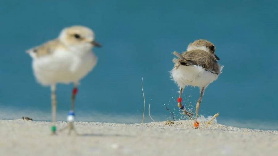 Píllaras das dunas. FOTO: José Ramón Castro
