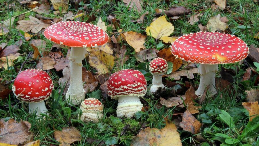 Imaxe dunha das especies incluída na guía micolóxica básica da provincia de Lugo