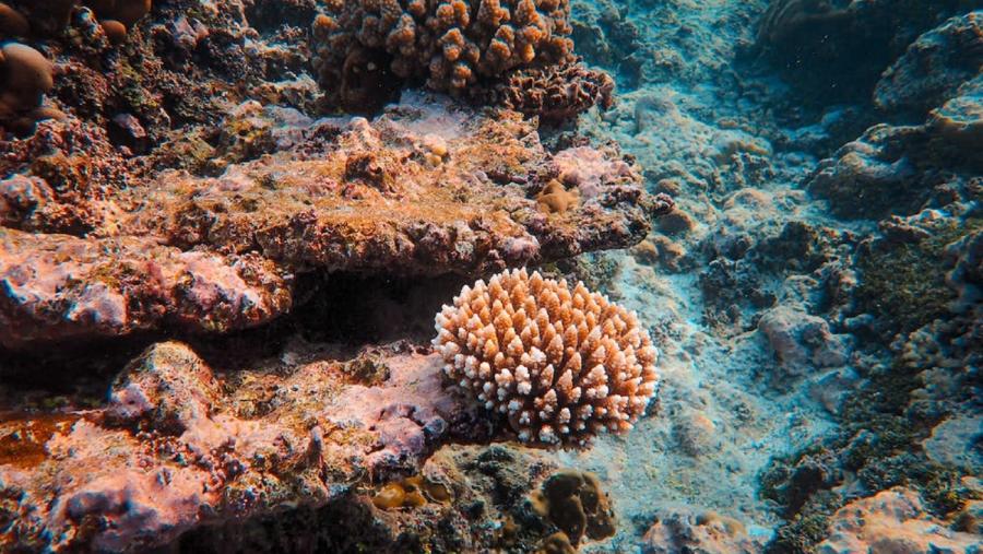 Fondo mariño. Foto: Pexels