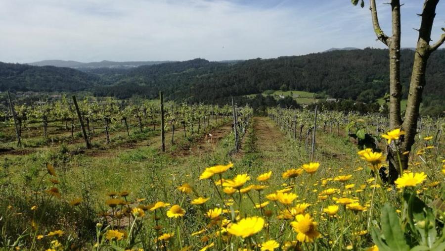 Viñedos da Adega Mar de Frades