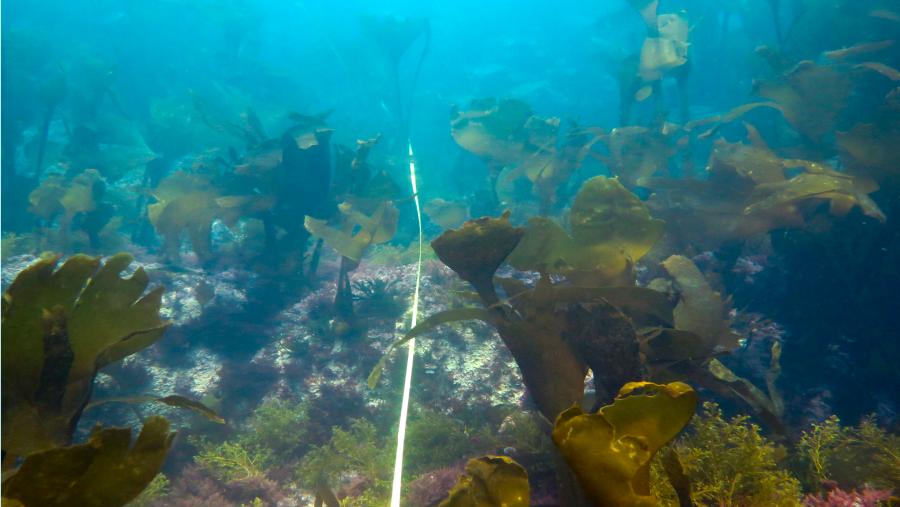 Un bosque de macroalgas nas Illas Sisargas galegas. FOTO: José A. Sanabria-Fernández